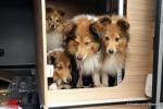 Shelties-Womo-202105-1.jpg