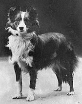 Bild "Willkommen:Ahnen-Chestnut-Lassie.jpg"
