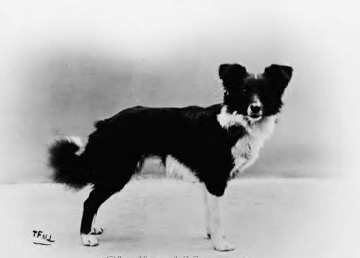 Bild "Willkommen:1910-shetlandsheepdog.jpg"